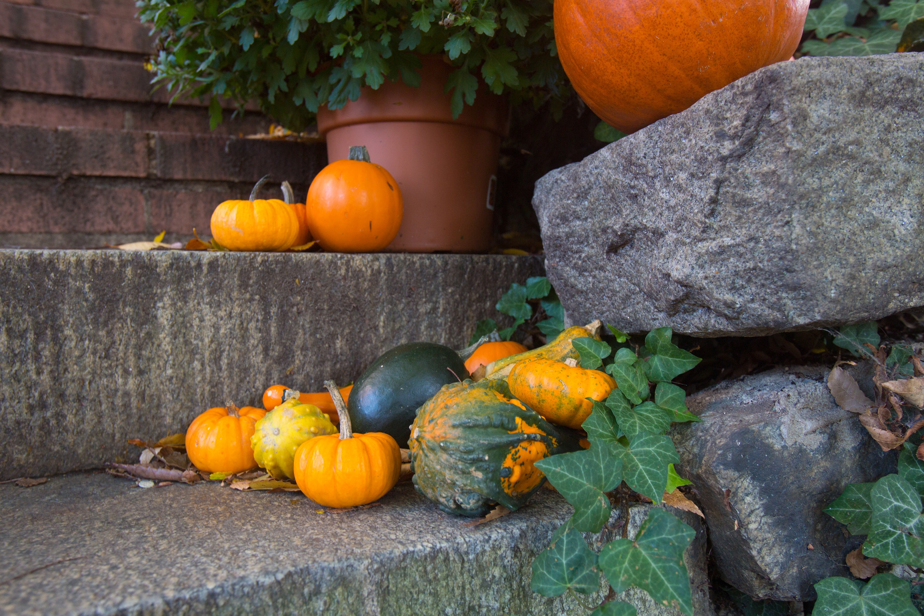 Autumn in Annapolis Rachel Frentsos